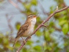 Sedge warbler in the UK