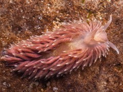 Shagrug nudibranch.