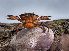 Shore crab.