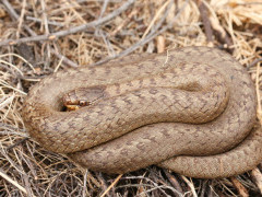 Smooth snake in the UK
