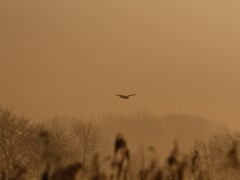Marsh harrier silhouette at Shapwick Heath National Nature Reserve, Somerset.