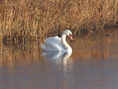 Mute swan at Shapwick Heath National Nature Reserve, Somerset.