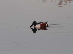 Northern shoveler at Shapwick Heath National Nature Reserve, Somerset.