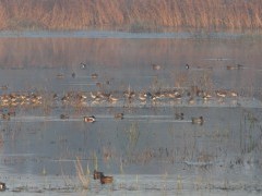 Shapwick Heath National Nature Reserve, Somerset.