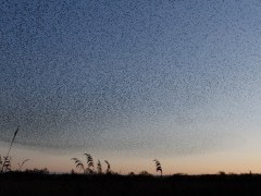 Starling murmuration at Shapwick Heath National Nature Reserve, Somerset.