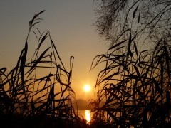 Reflection of the sun at Shapwick Heath National Nature Reserve, Somerset.