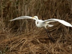 Great white egret