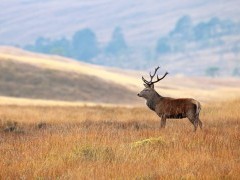 Red deer stag