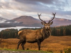 Red deer stag