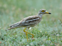 Stone curlew in the UK