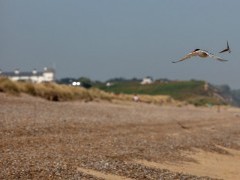 Common tern over Dunwich Heath in Suffolk