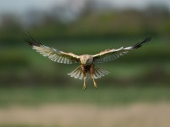 Marsh harrier hovering over Fenland in Suffolk