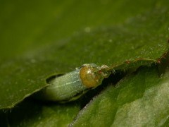 Angel shades caterpillar in Surrey.