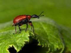 Hazel leaf roller weevil in Surrey.