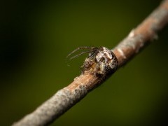 Orbweaver spider in Surrey.