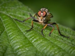 Robberfly in Surrey.