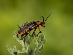 Rustic soldier beetle in Surrey.