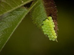 Shieldbug eggs in Surrey.
