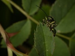 Thick-legged flower beetle in Surrey.