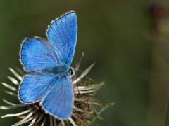 Adonis blue butterfly in Sussex.