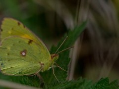 Clouded yellow butterfly in Sussex.