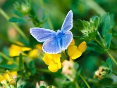 Common blue butterfly in Sussex