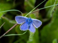 Common blue butterfly in Sussex