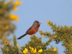 Dartford warbler in Sussex
