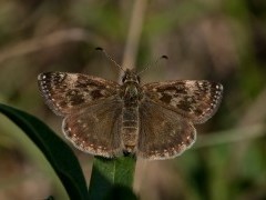 Dingy skipper butterfly in Sussex.