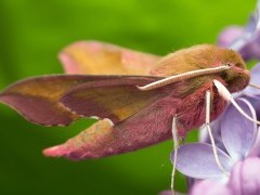 Elephant hawk moth in Sussex