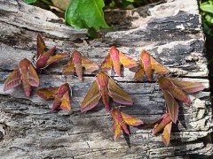 Elephant hawk moth in Sussex.