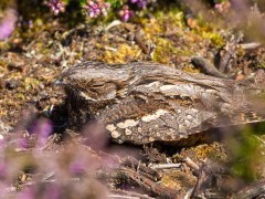 European nightjar in Sussex