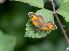 Hedge brown butterfly in Sussex