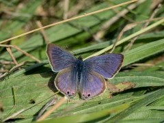 Long-tailed blue butterfly in Sussex.
