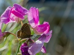 Long-tailed blue butterfly in Sussex.