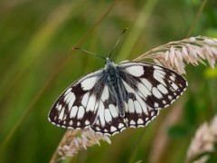 Marbled white butterfly in Sussex