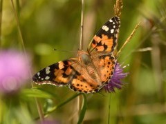 Painted lady butterfly in Sussex
