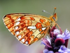 Pearl-bordered fritillary in Sussex.
