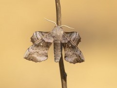 Poplar hawk moth in Sussex