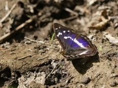 Purple emperor butterfly in Sussex