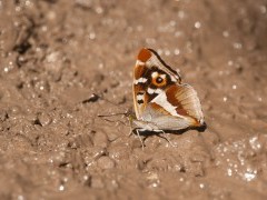 Purple emperor butterfly in Sussex.