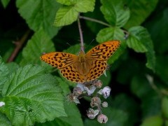 Silver-washed fritillary in Sussex.
