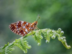 Small pearl-bordered fritillary in Sussex