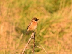 Stonechat in Sussex
