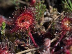 Sundew with prey in Sussex.