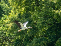 White stork in Sussex