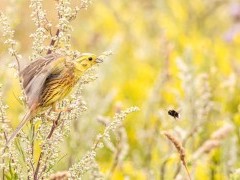 Yellowhammer in Sussex