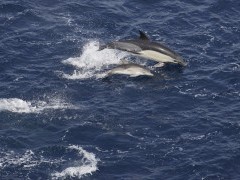 Common dolphins in Shetland.