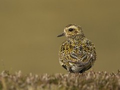Golden plover in the Shetland Islands, Scotland