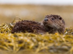 Otter in the Shetland Islands